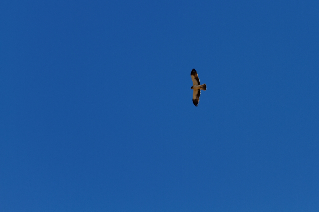 04 - Karoo NP (22).jpg